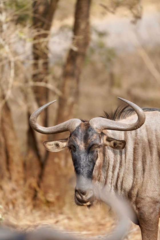 Wildebeest captioned. Kruger Open Vehicle Safaris, Marloth Park. DCC Hotel Group