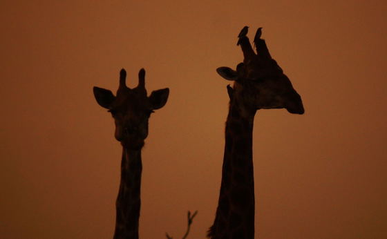 Shared Half-Day Safari PM