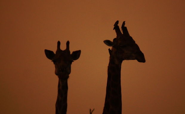 Giraffe silhouettes. Kruger Open Vehicle Safaris, Marloth Park. DCC Hotel Group