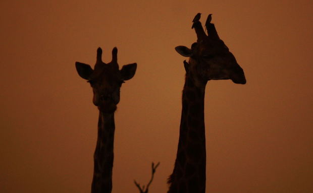 Giraffe silhouettes. Kruger Open Vehicle Safaris, Marloth Park. DCC Hotel Group