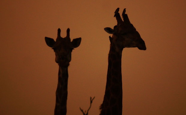 Giraffe silhouettes. Kruger Open Vehicle Safaris, Marloth Park. DCC Hotel Group