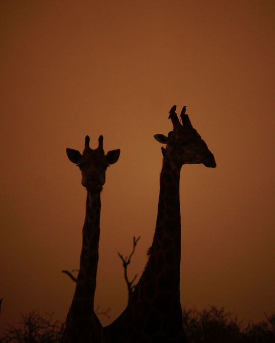 Giraffe silhouettes. Kruger Open Vehicle Safaris, Marloth Park. DCC Hotel Group