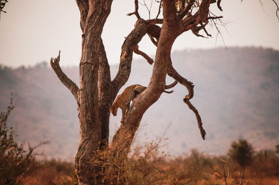 The athletic Leopard. Kruger Open Vehicle Safaris, Marloth Park. DCC Hotel Group