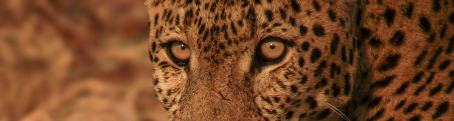 The Leopard. Proud member of the Big 5. Kruger Open Vehicle Safaris, Marloth Park. DCC Hotel Group