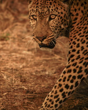 The Leopard. Proud member of the Big 5. Kruger Open Vehicle Safaris, Marloth Park. DCC Hotel Group The Leopard. Proud member of the Big 5. Kruger Open Vehicle Safaris, Marloth Park. DCC Hotel Group