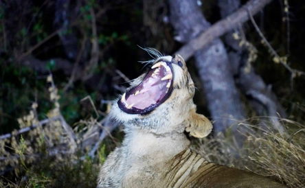 Marloth Sunset Safari Drive