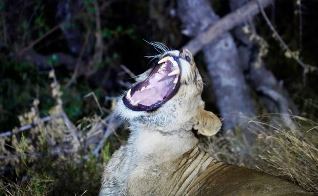 Lioness yawns and shows us her impressive teeth. Kruger Open Vehicle Safaris, Marloth Park. DCC Hotel Group