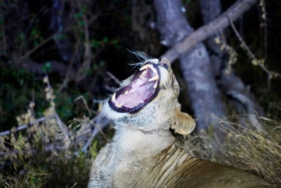 Lioness yawns and shows us her impressive teeth. Kruger Open Vehicle Safaris, Marloth Park. DCC Hotel Group