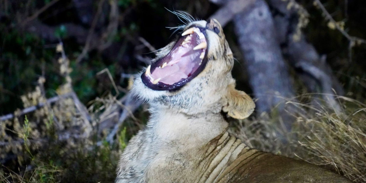 Late night stretch. Lioness female at night. Kruger Open Vehicle Safaris - Marloth Park. DCC Hotel Group