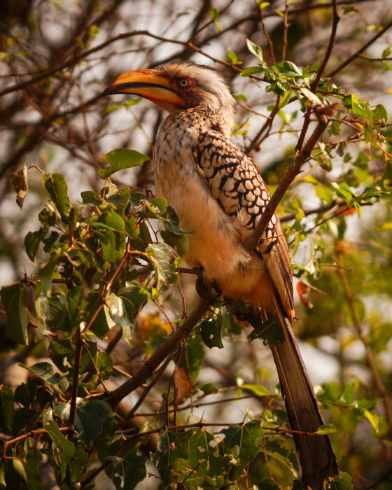 Beautiful bird life. Kruger Open Vehicle Safaris, Marloth Park. DCC Hotel Group