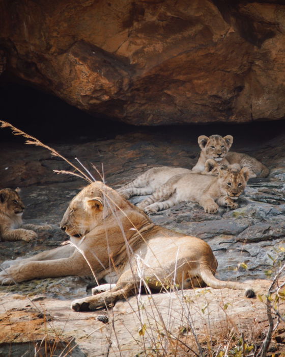 Lions resting together during the day. Kruger Open Vehicle Safaris, Marloth Park. DCC Hotel Group