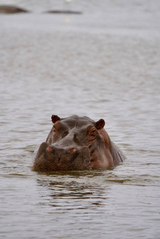 Gargantuan hippos are seen. Kruger Open Vehicle Safaris, Marloth Park. DCC Hotel Group