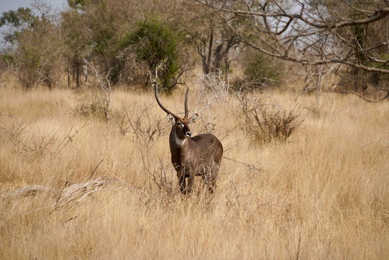 The beautiful and majestic Water Buck. Kruger Open Vehicle Safaris, Marloth Park. DCC Hotel Group