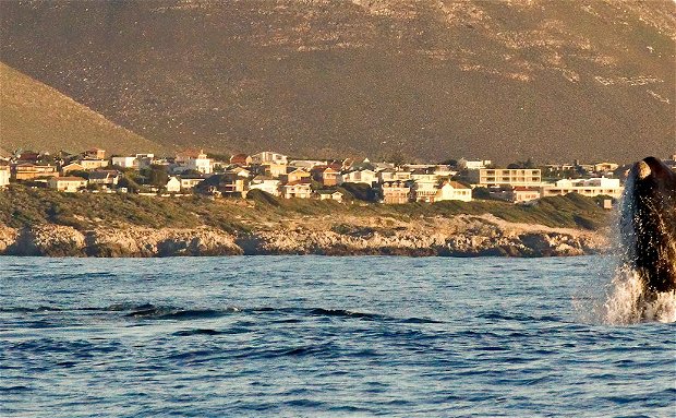 Whale Breaching off Sandbaai