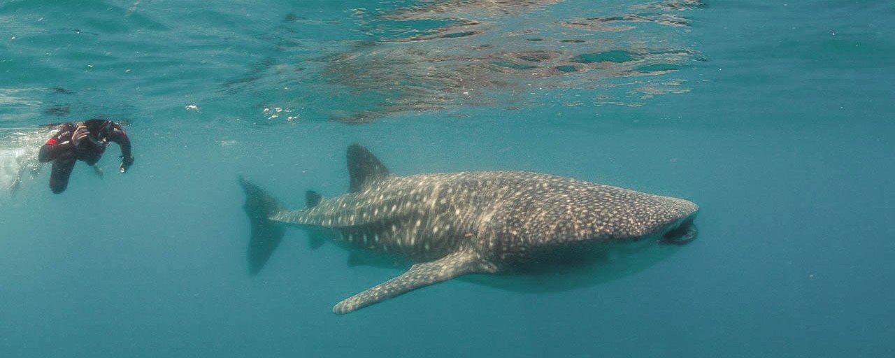 Snorkeling with Whale Sharks