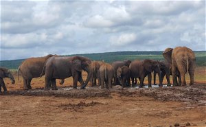 Addo Elephant National Park Tour