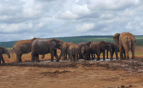 Addo Elephant National Park Tour