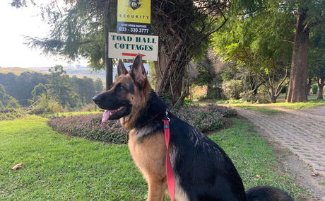 Pet-friendly self-catering cottages in Midlands. Pet-friendly accommodation in midlands meander, Howick Pet-friendly self-catering cottages in Midlands. Pet-friendly accommodation in midlands meander, Howick