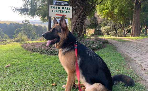 Pet-friendly self-catering cottages in Midlands. Pet-friendly accommodation in midlands meander, Howick 