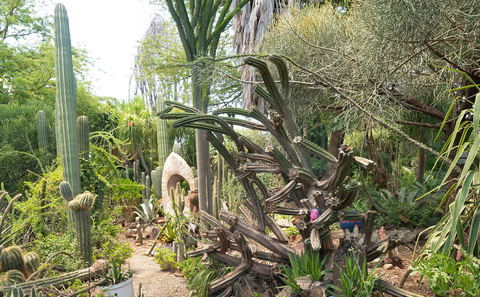 Visit the Obesa Nursery