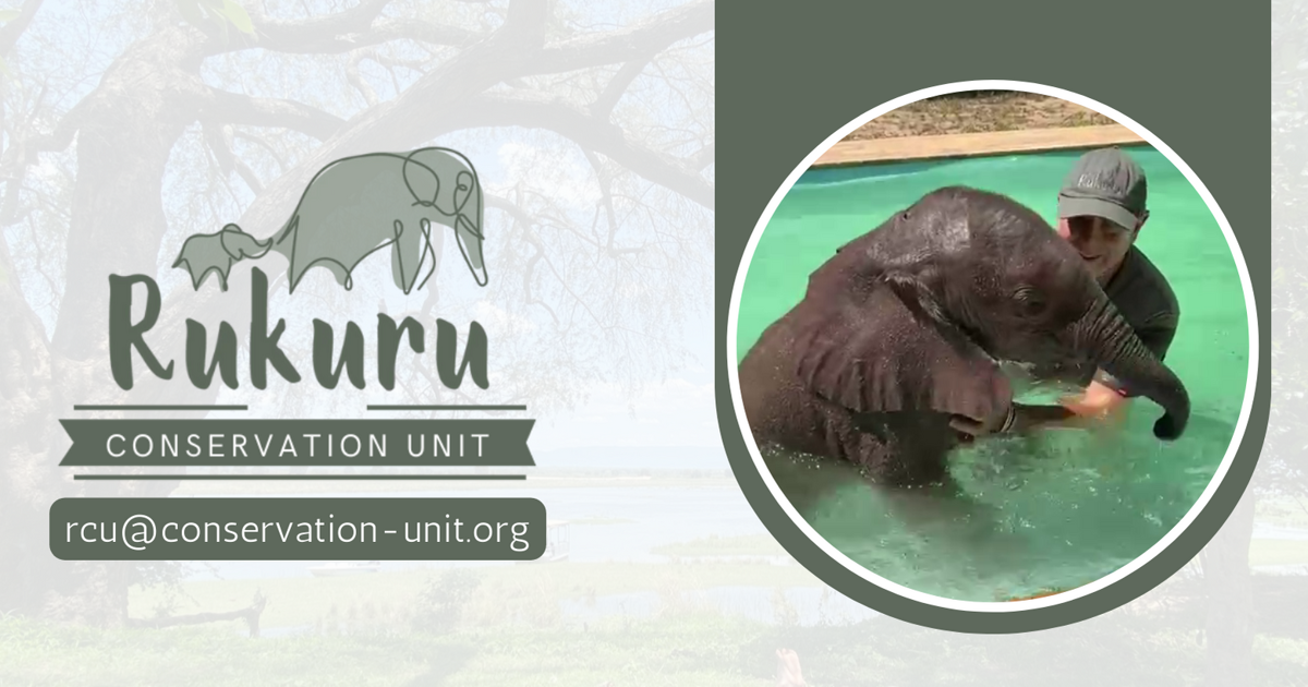 Rukuru Conservation Unit - Blake Muil saving baby elephant from drowning in pool at Rukuru Camp in Zimbabwe