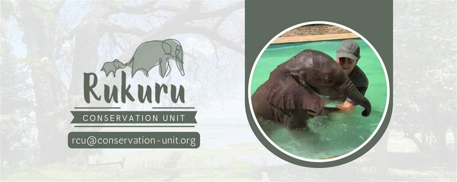 Rukuru Conservation Unit - Blake Muil saving baby elephant from drowning in pool at Rukuru Camp in Zimbabwe