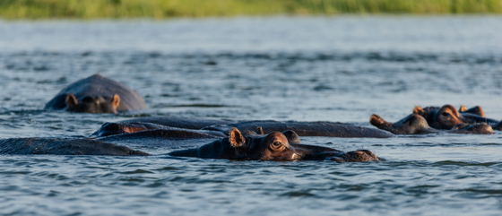 Safari in Zimbabwe - Hippos, Accommodation, fishing