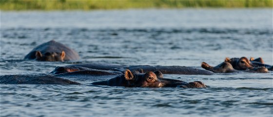 Safari in Zimbabwe - Hippos, Accommodation, fishing