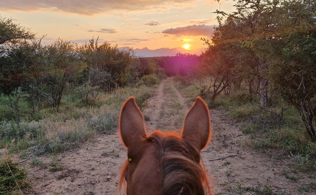 Horse Safari Hoedspruit