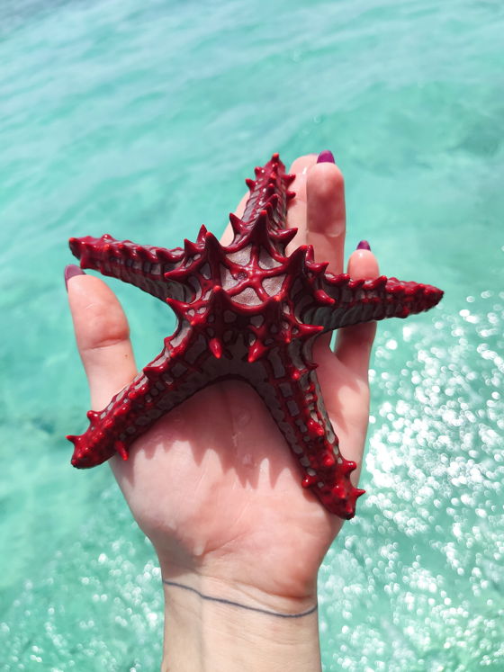 Take a stroll along the sandbank during low tide, where every step reveals treasures of the sea.