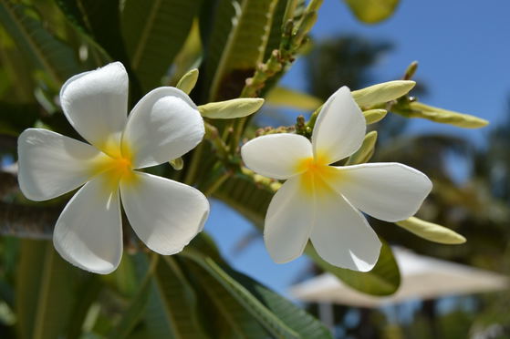 Enjoy island living at Imani Penthouse! Your private beachfront oasis in Zanzibar!