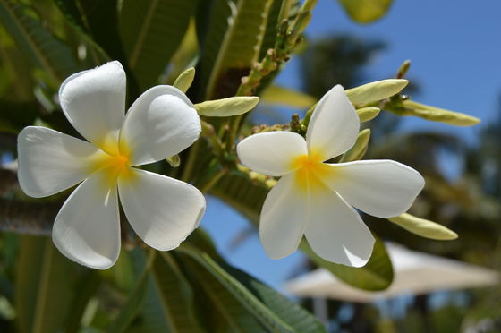 Enjoy island living at Imani Penthouse! Your beachfront oasis in Zanzibar!