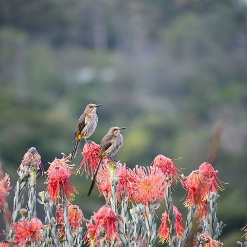 Fishing& Bird watching