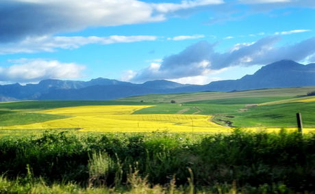 Canola flowers in Greyton