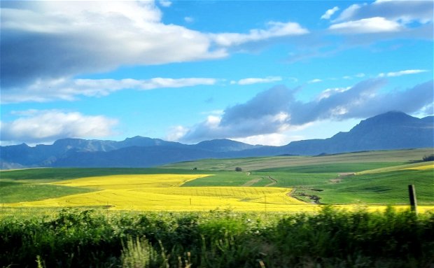 Canola flowers in Greyton