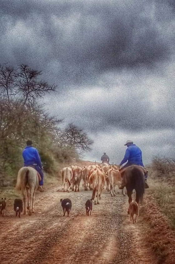 Stilbaai local farmers with their cattle