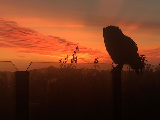 Owl at sunset