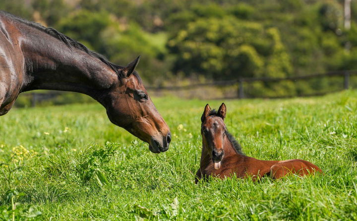 Our Stallions