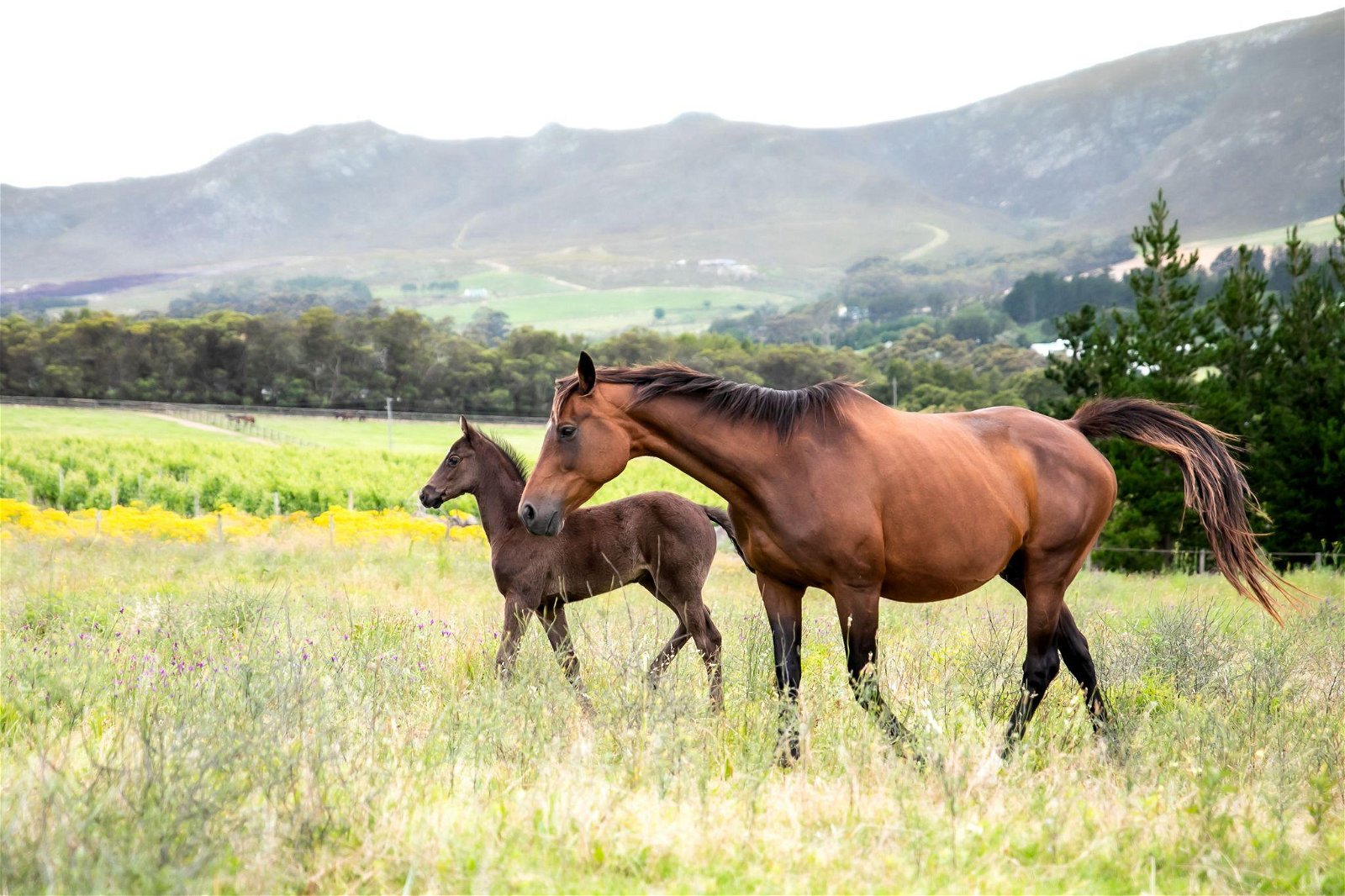 A tranquil farm stay in the Hemel-en-Aarde Valley