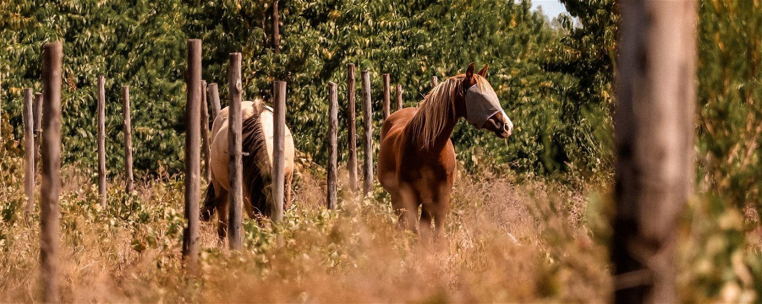 Tulbagh Horse Trails