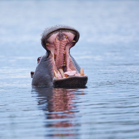 Croc and Hippo Cruises