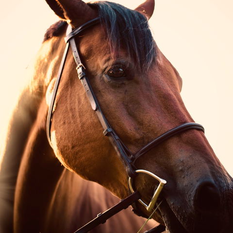 Horse Safaris