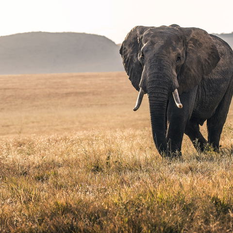 Game drives