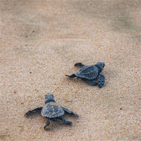 Turtle Tour Safaris