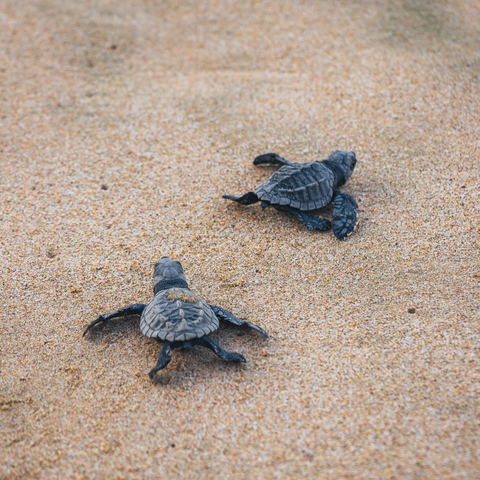 Turtle Tour Safaris