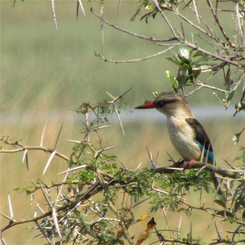 Bird Tours