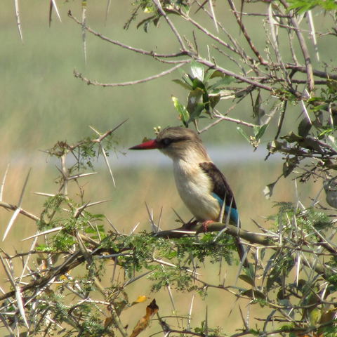 Bird Tours
