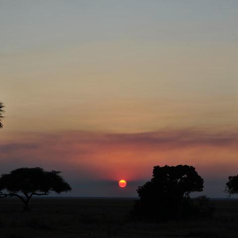 Night Safaris