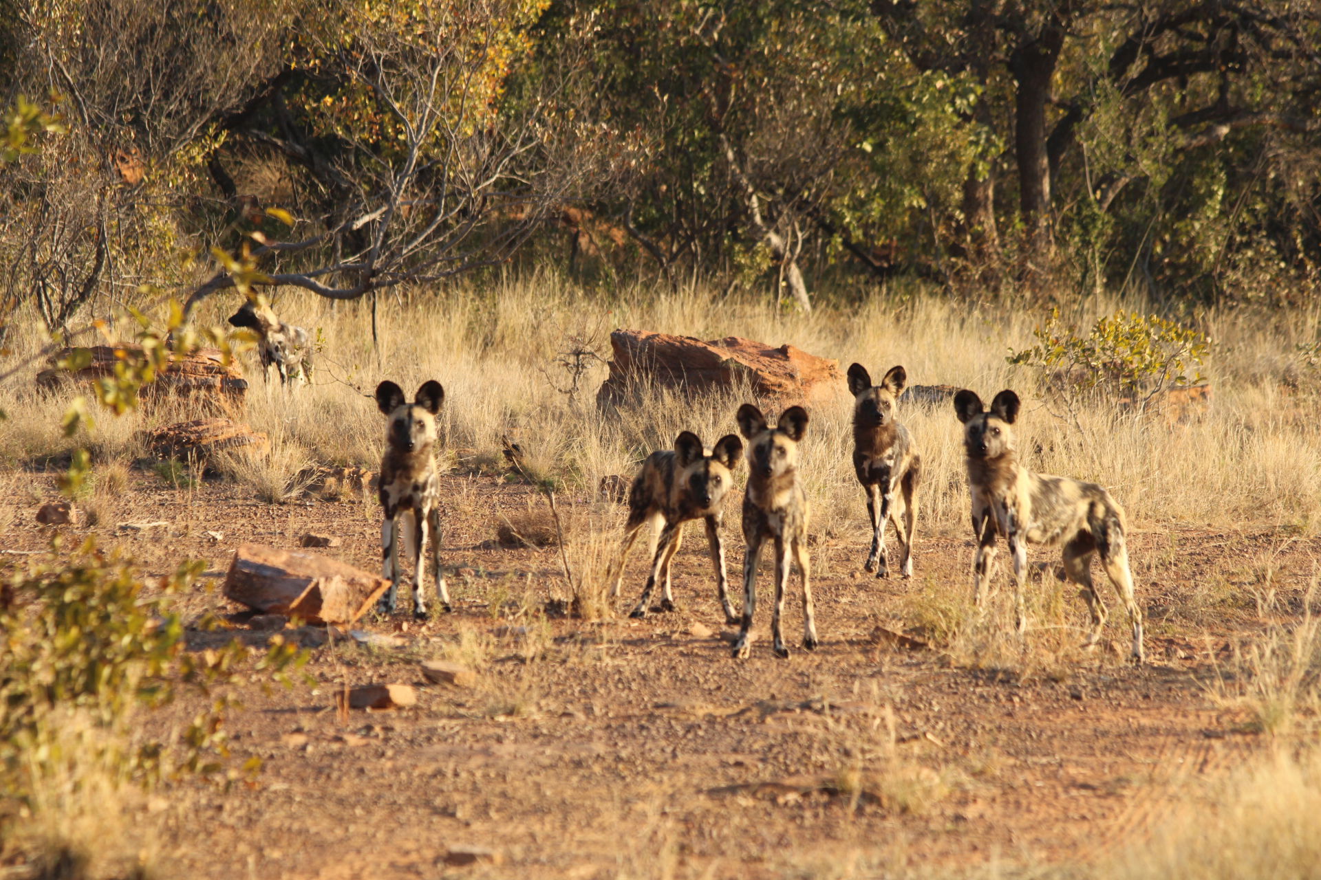 Free roaming Waterberg African Wild dogs viewing opportunity