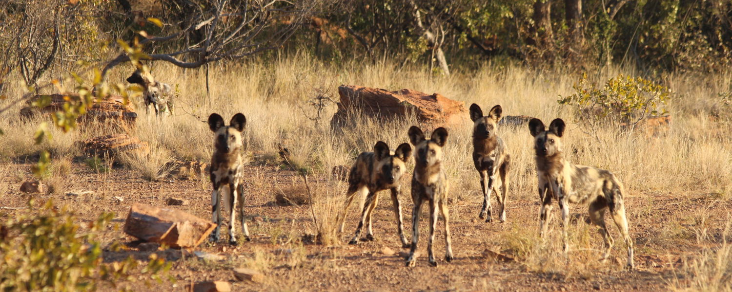 Free roaming Waterberg African Wild dogs viewing opportunity